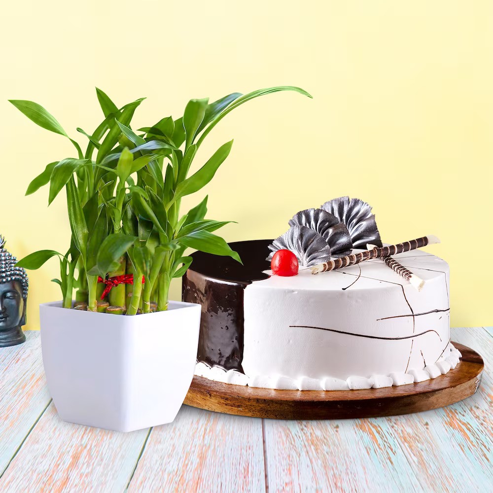 Valentine's Combo With Cake and Plant